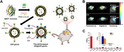 Virus-like nanoparticles as a theranostic platform for cancer